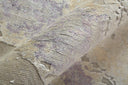 Mcdermott C6021 Gray