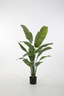Strelitzia
