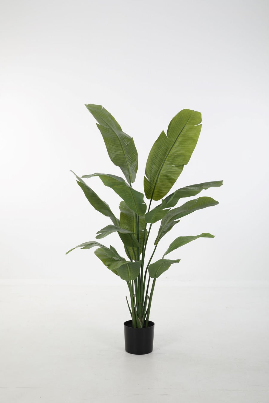 Strelitzia