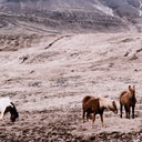 WILD HORSES