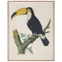 Barraband Toucans 1