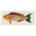 Bennet Fish 1