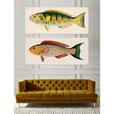 Bennet Fish 1