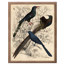 Gallivani Birds 2
