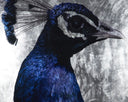 48" X 72" Charcoal Frame Nature The Peacock by Matho Sun, view 3