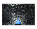 72" X 48" Charcoal Frame Nature Brilliant Plumage by Matho Sun
