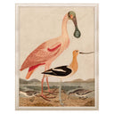 Warnicke Spoonbill